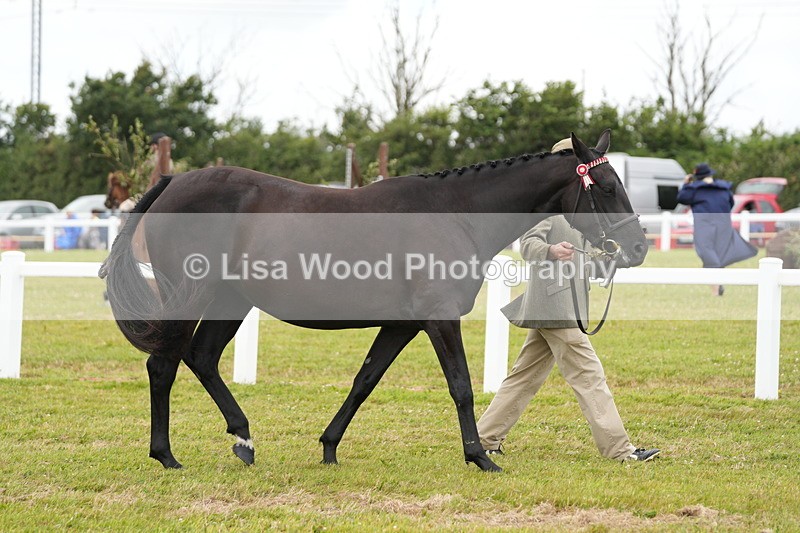 DSC06416 - Class 55: Hunter/Riding Horse/Hack 3 & 4 yr olds