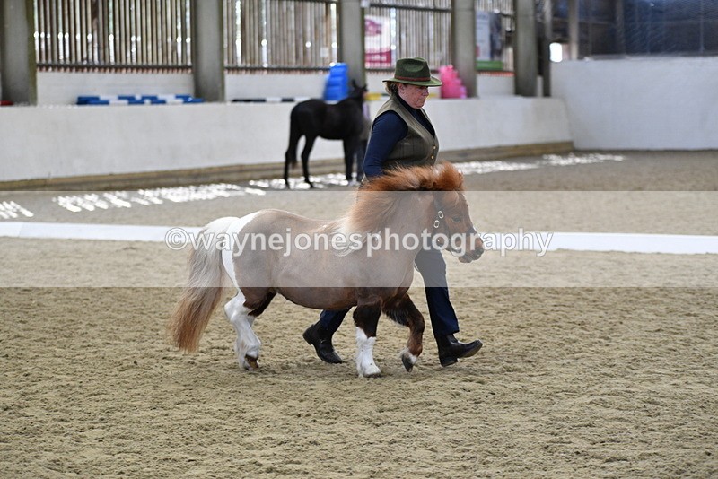 WJ5_4873 - Class 7 In hand coloured / odd coloured