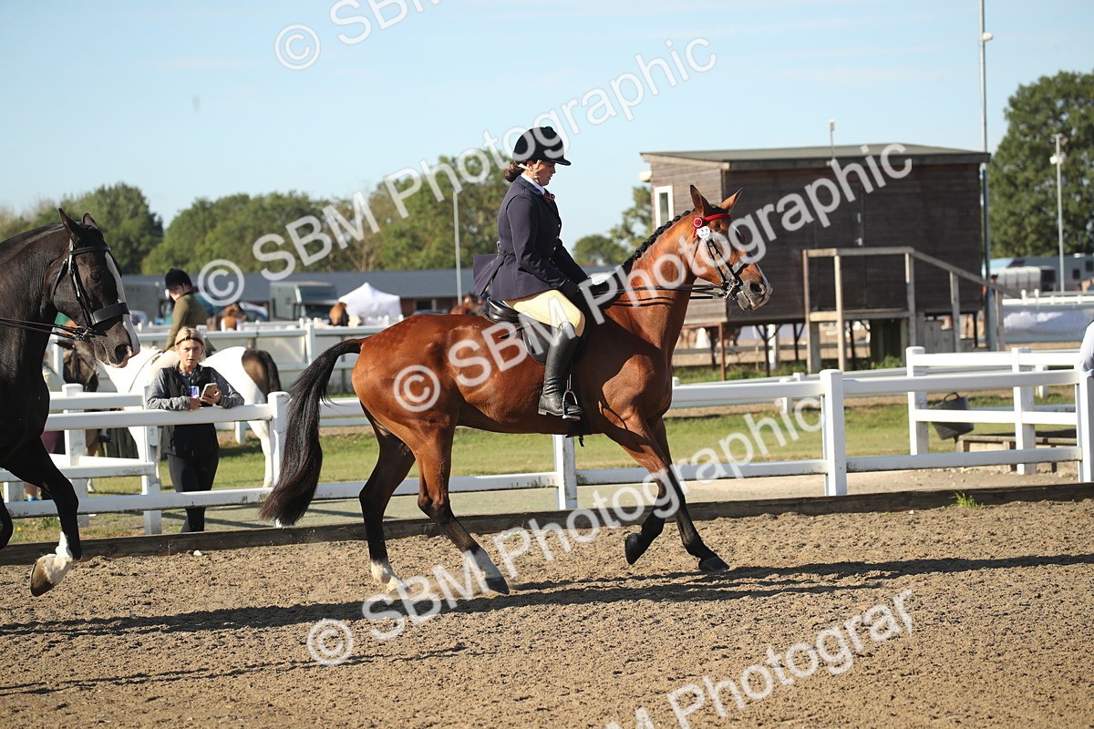 SBM_11294 - Class 501 -Riding Club Pony