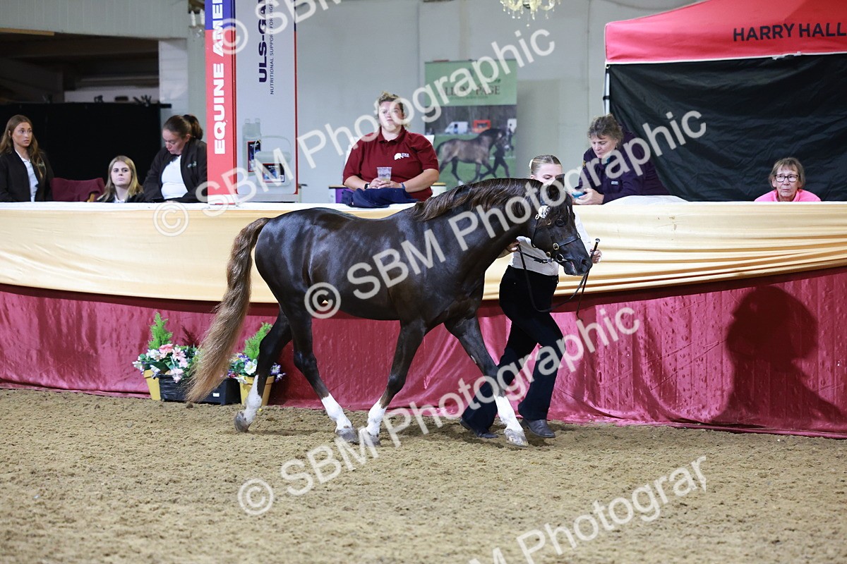 SBM_21051 - Class P - M&M Champs