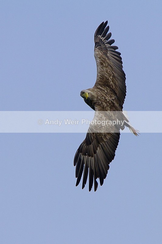 20120529-_MG_9138 - White Tailed Eagle