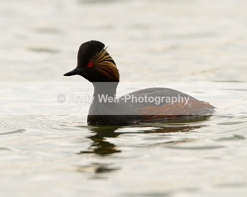 20110416-IMG_3904 - Black-necked Grebe