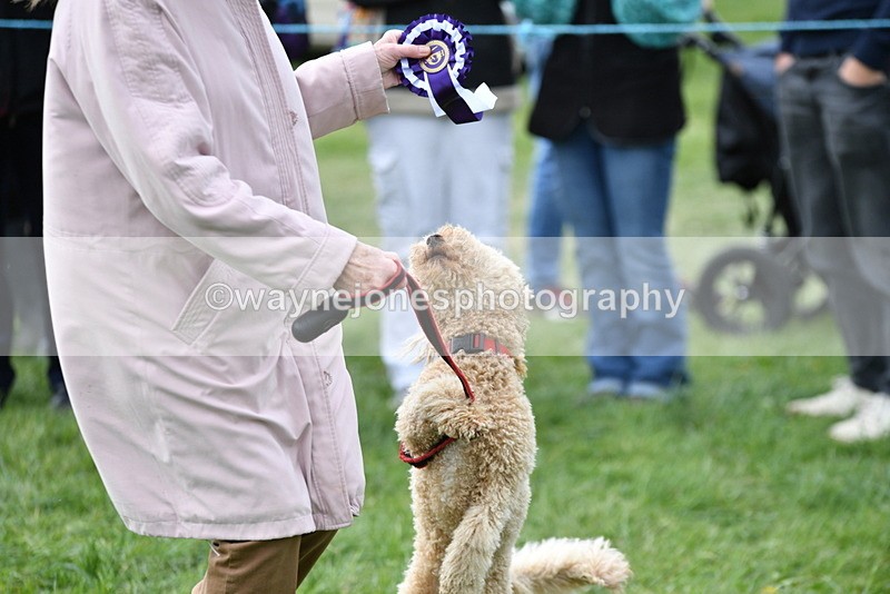 WJ5_9439 - Class 1 Best Cross Breed / Heniz 57