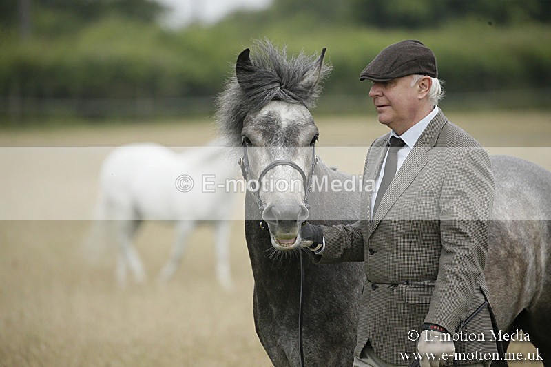 B230619-0120 - Bourne Valley Riding Club Summer Show 23/06/19