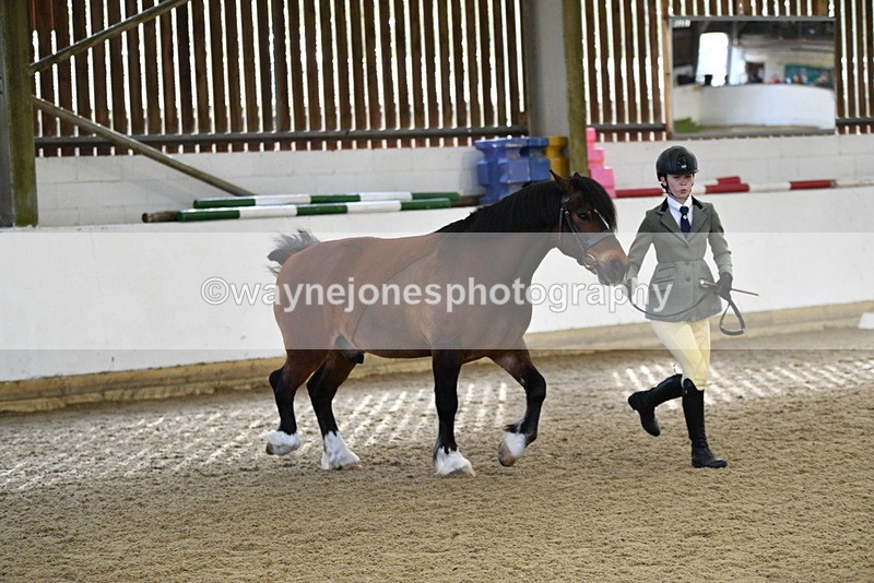 WJ5_4277 - Class 6 In hand M&M - Large Breeds