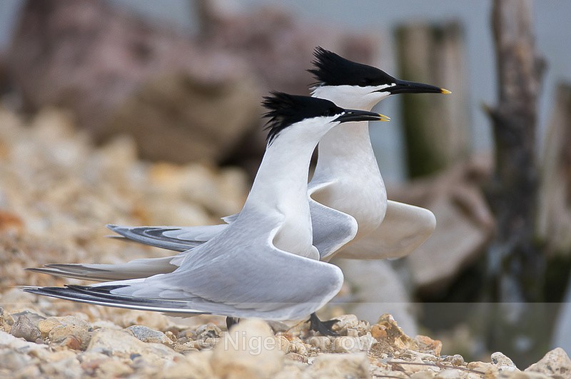 Sandwich Tern courtship dance - Sandwich Tern