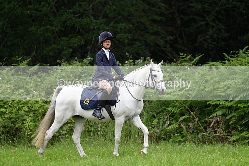WJ7_3820 - Class 14A Handsome Gelding