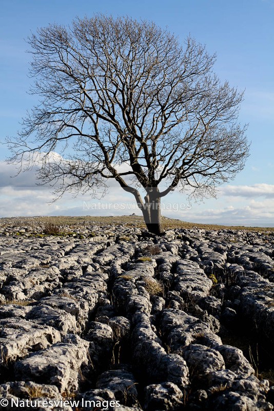 Limestone Tree - Landscape