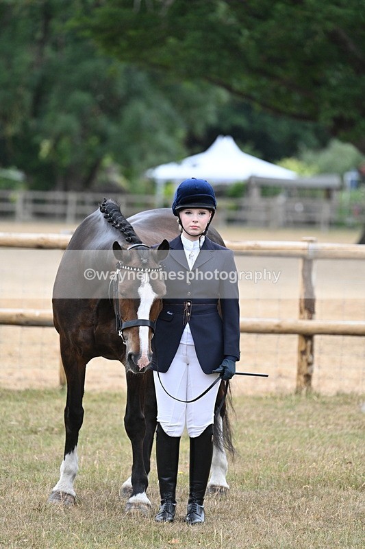 WJ7_9761 - Class 5a Most Handsome Gelding (above 14.2hh)