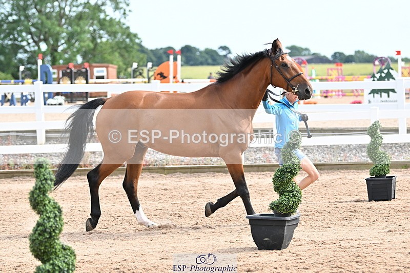 240717A-163726-03457 - Trot Up 4pm to 5pm