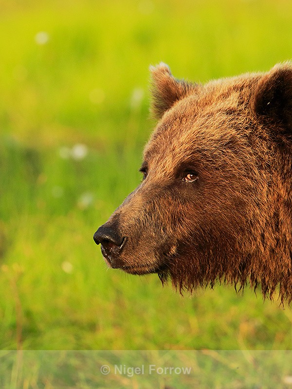 Brown Bear close-up at Martinselkonen - Brown Bear