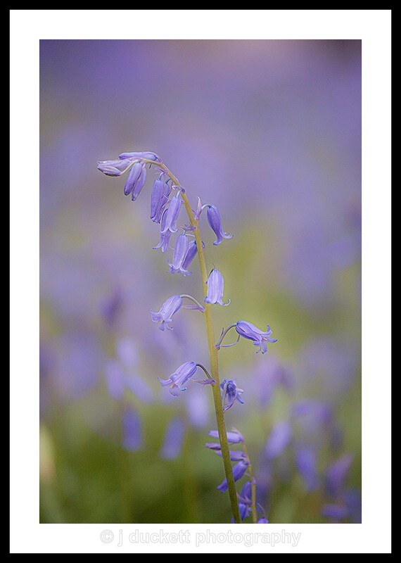 single drooping bluebell