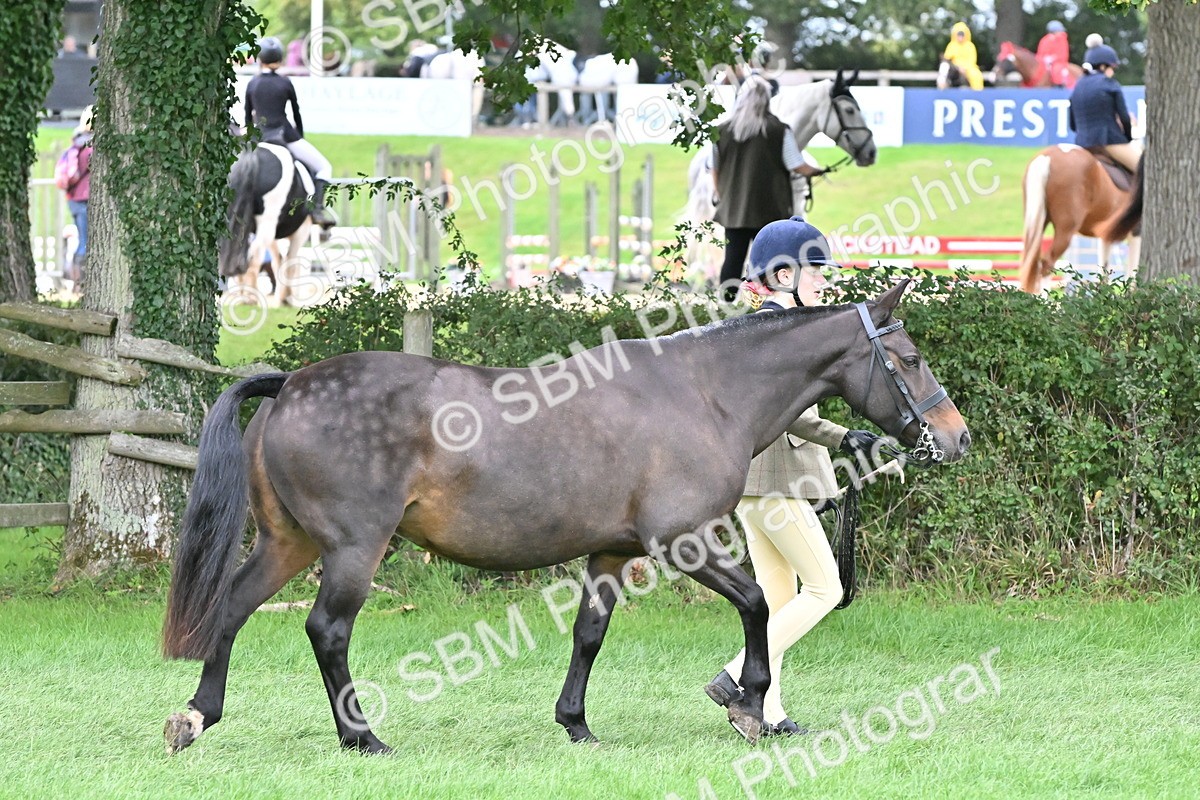 SBM_64931 - S50 - Show Pony & Show Hunter Pony In Hand