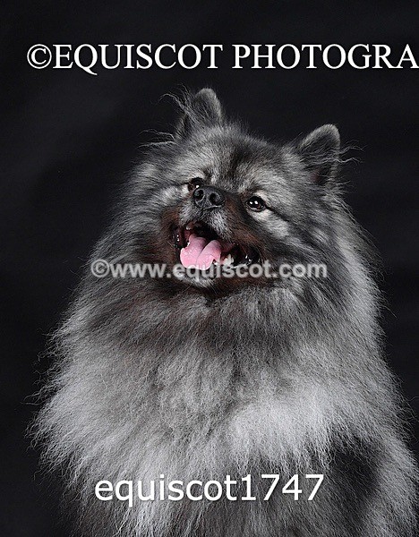 equiscot1747 - HONEY & SHADOW