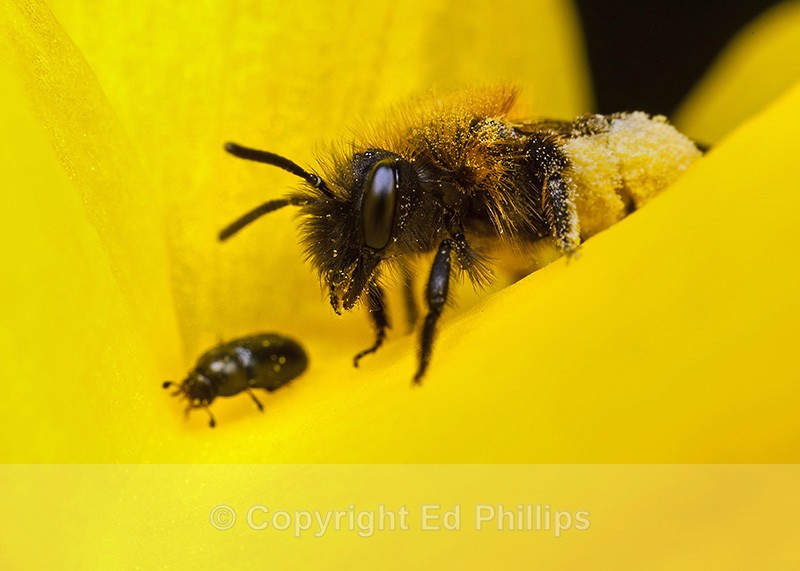 Andrena bicolor (f) - Andrena bicolor