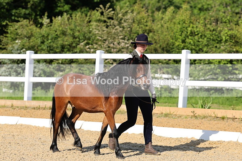 1X9A0593 - Class 3: Youngstock 1, 2, 3 year old not to exceed 153cm