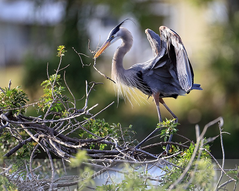 Great Blue Heron with twig, Venice Rookery, Florida - Great Blue Heron
