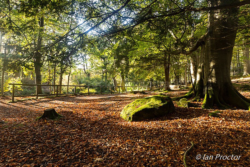 Autumn at Tollymore - A Colourful Landscape - Autumn