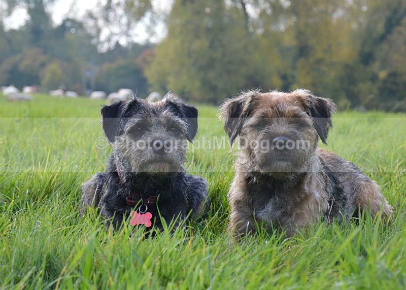  - Border Terriers
