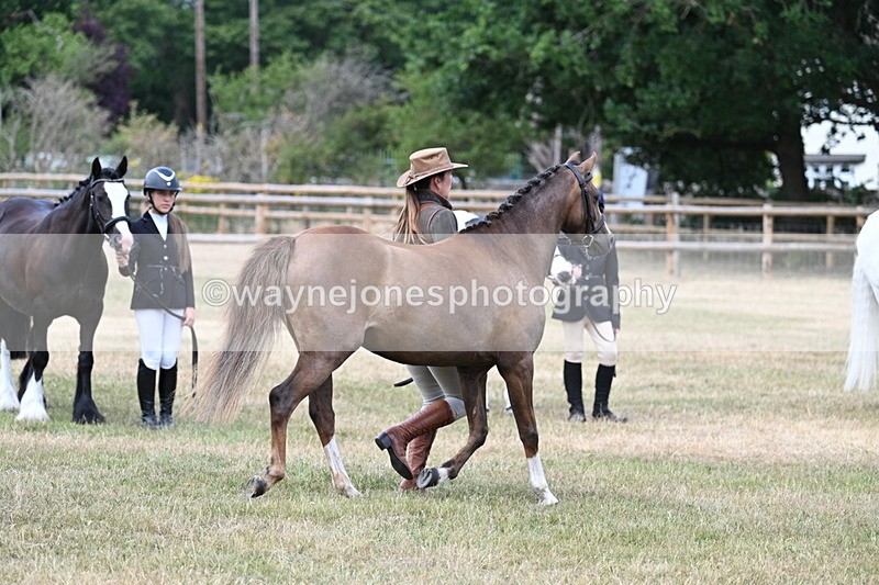 WJ7_1540 - Class 4 Prettiest Mare up to 14.2hh in hand
