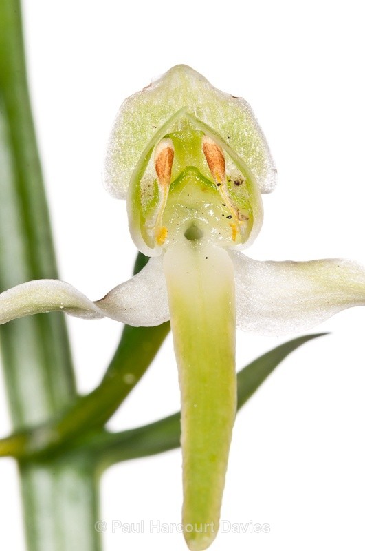  - WB: Orchids - Various