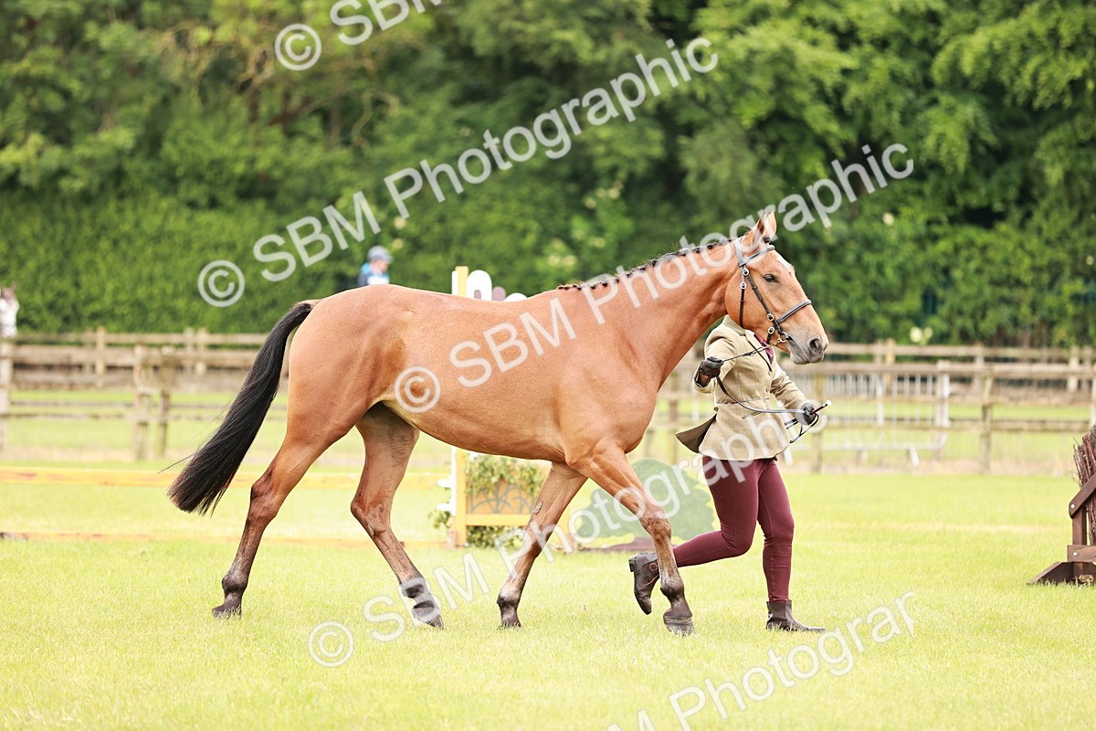 SBM_00788 - Class 26-30 Sport Horse In Hand