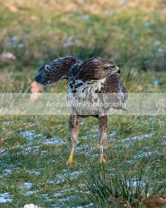 20100130-Gigrin 295 - Common Buzzard