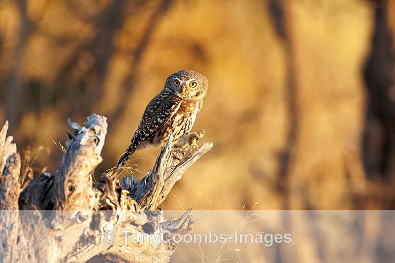 Pearl-spotted Owlet - Botswana ~ Birds