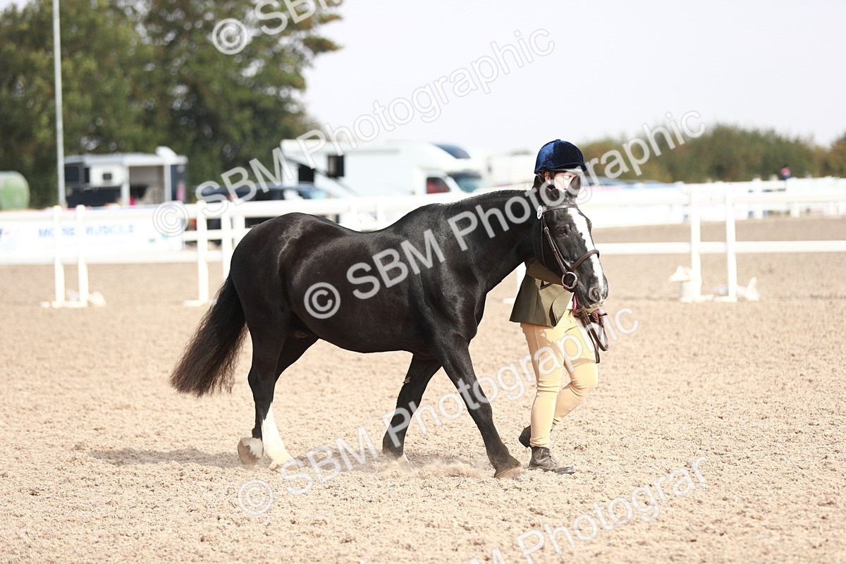 SBM_11749 - Class 206 IH Non Show Type Pony