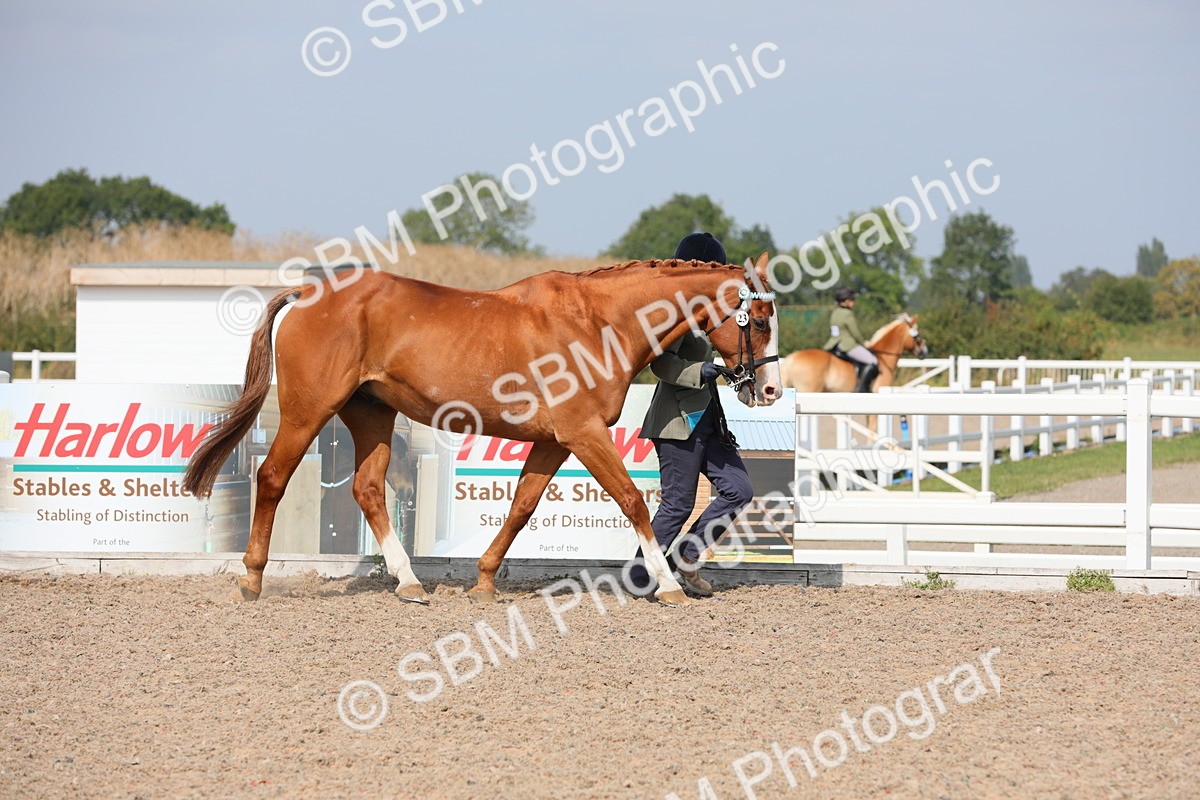 SBM_15693 - Class 312 IH Competition Horse/Pony
