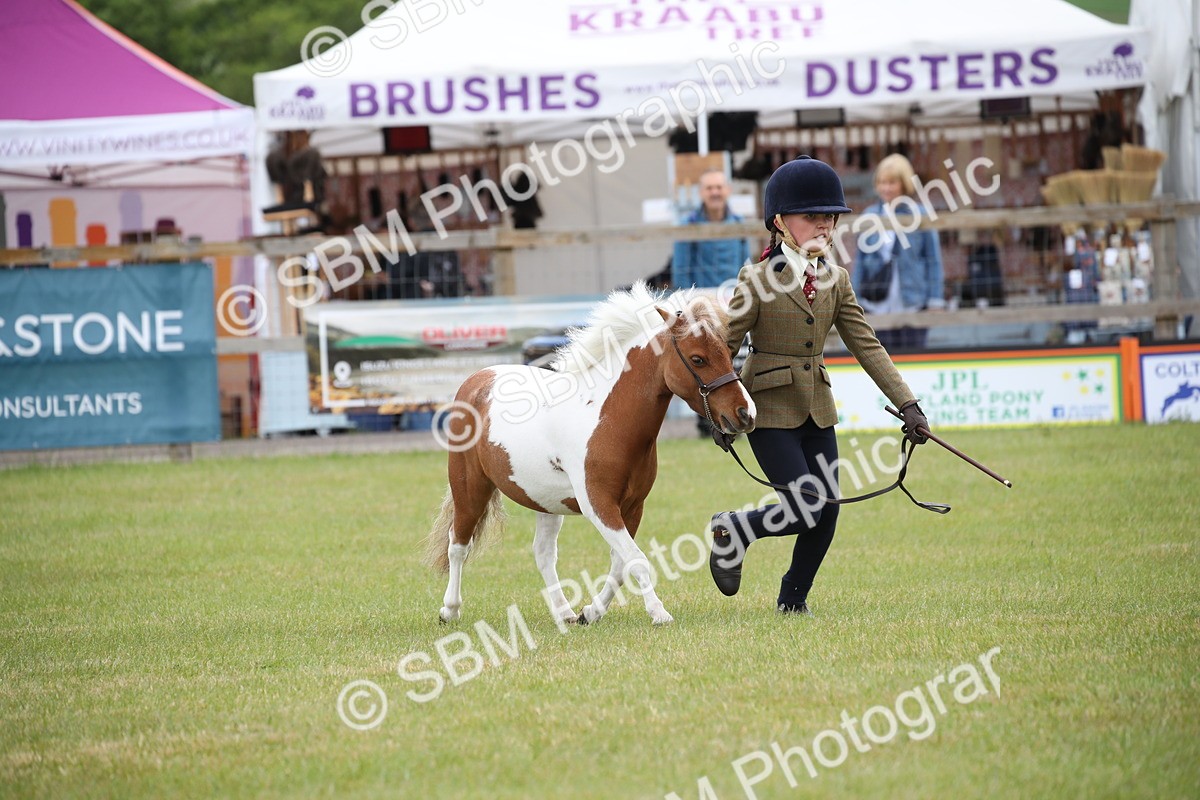 SBM_03953 - Class 23-25 - British Miniature Horse of the Year
