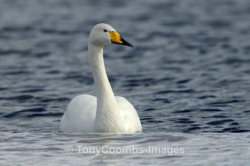 Whooper Swan - Birds