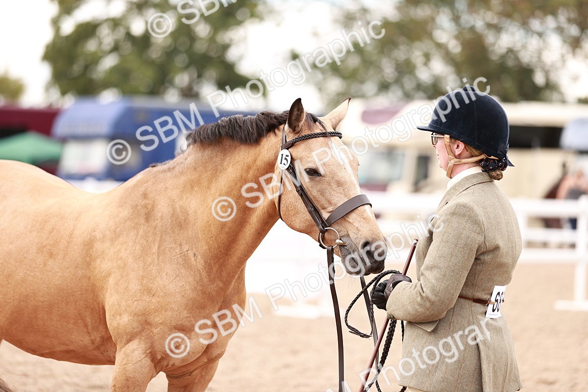 SBM_16125 - Class 411 - Prettiest Mare - (IH or Ridden Adult)