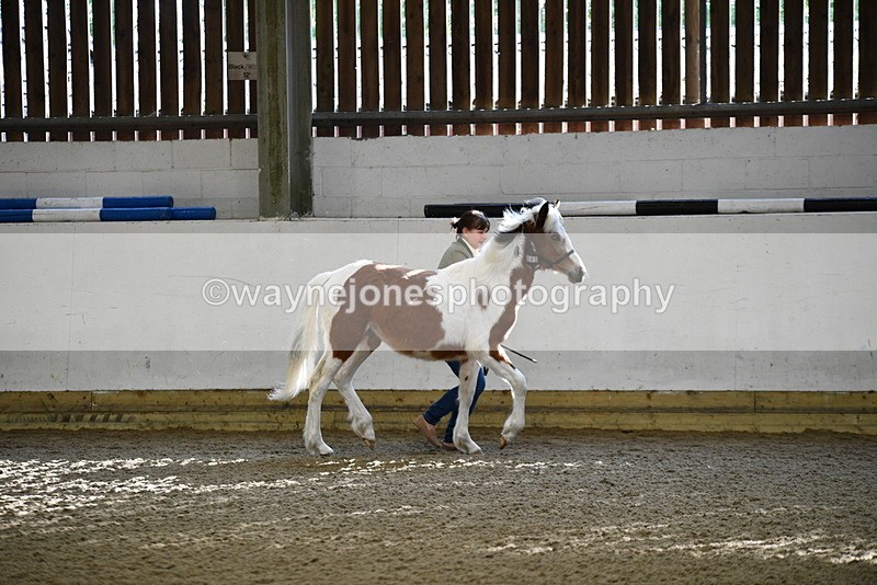 WJ5_3386 - Class 1 Youngstock