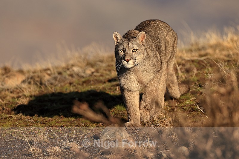 Female Puma Escacha advances cautiously, Torres del Paine, Chile - Puma