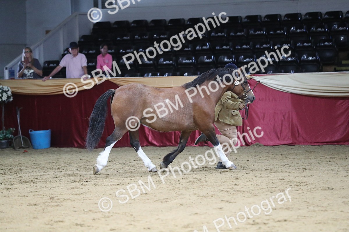 SBM_06336 - Class 9R Regional- IH Pre Vet
