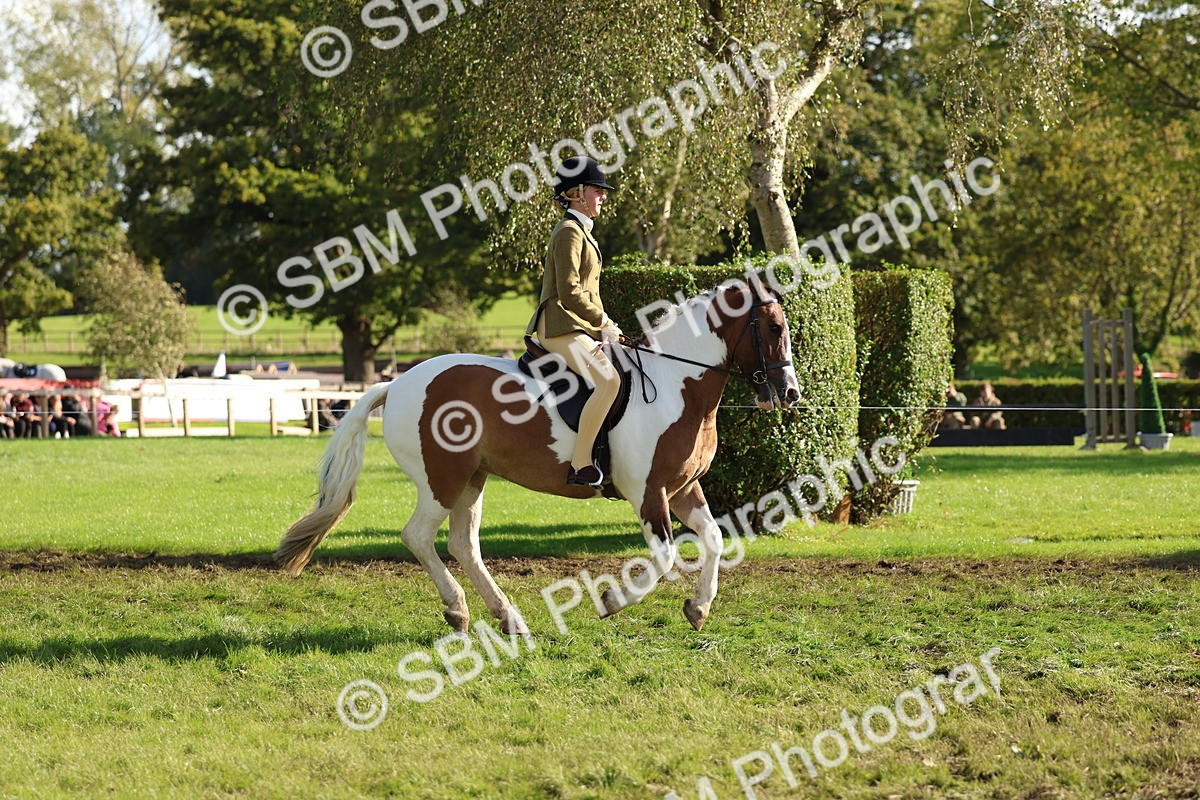 SBM_52394 - S13 - Pony Club Pony