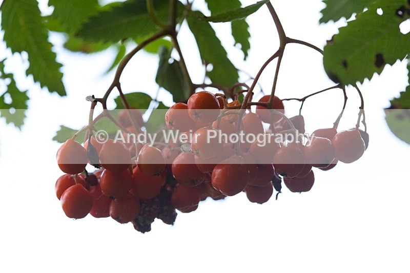 20110820-IMG_6327 - Plants and Flowers