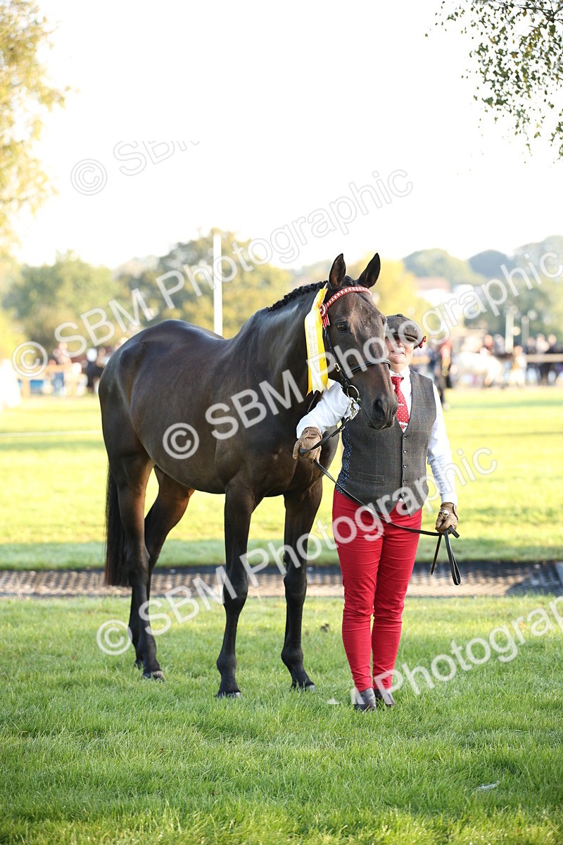 SBM_56940 - S49 - Riding Horse & Hack & Thoroughbred In Hand