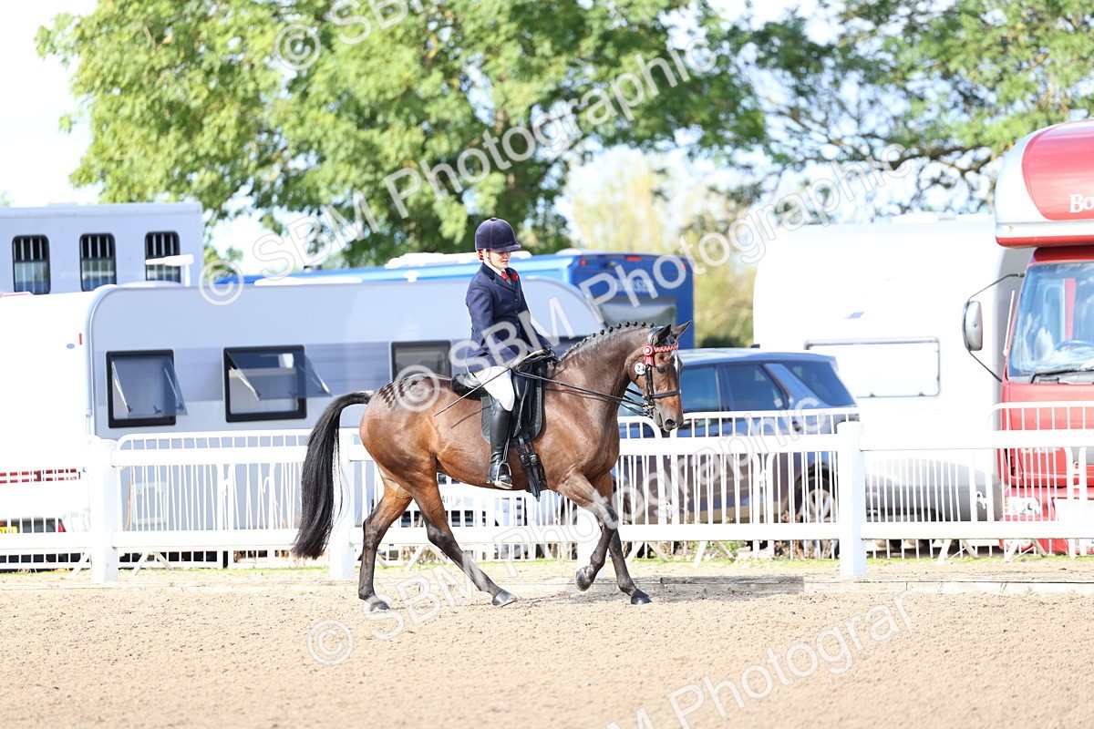 SBM_09144 - Class 303 - Ridden Pure Bred Horse Pony