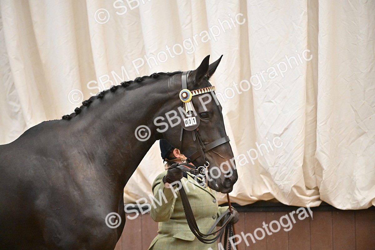 SBM_000198 - Class 7 - ROR Tattersalls In Hand