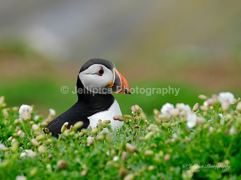  - Wildlife and Nature
