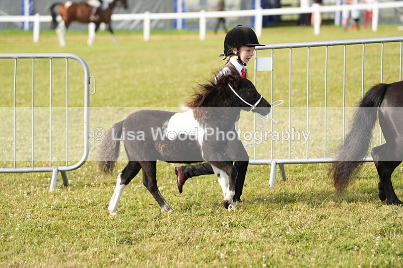 DSC04413 - Classes 44 & 45: NPS M&M Brood Mare and Foal