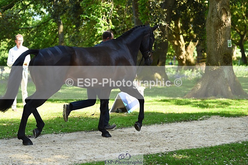 230524-153636-00391 - 362-SPIRIT'S_GEMINI-Harry_Dzenis-WEDTrotUp+DR