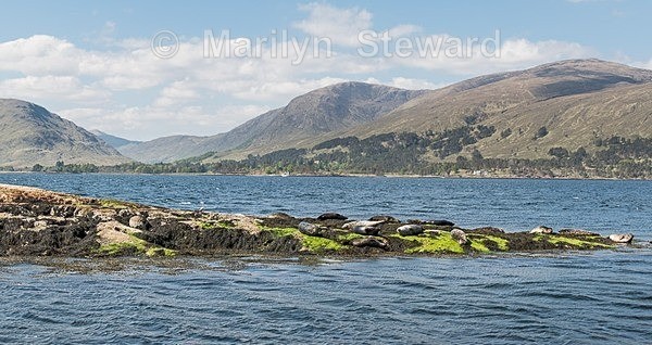 Loch Linnhe-8-seals - Scotland
