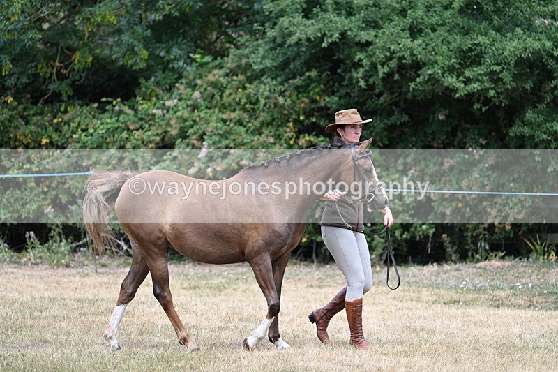 WJ7_1519 - Class 4 Prettiest Mare up to 14.2hh in hand