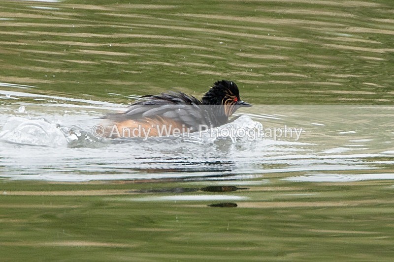 20120520-_MG_9901 - Black-necked Grebe