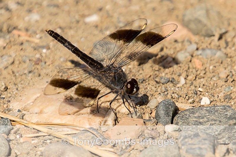 Banded Groundling - Spain  2016