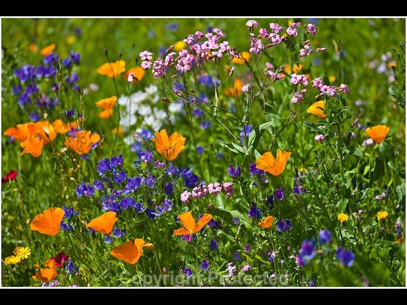 Roadside  Wild Flowers  by  Don  Morley - The Leica Fellowship Gallery