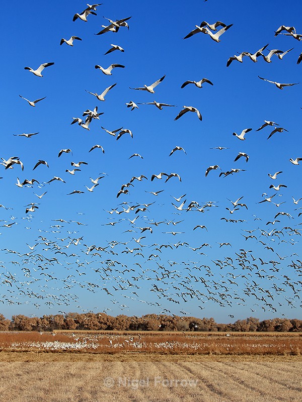 Take-off of Snow Geese, Bosque del Apache, New Mexico - Snow Goose